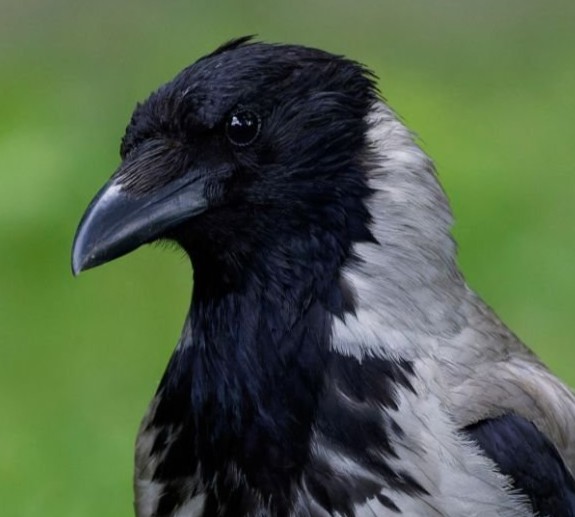 hooded crow